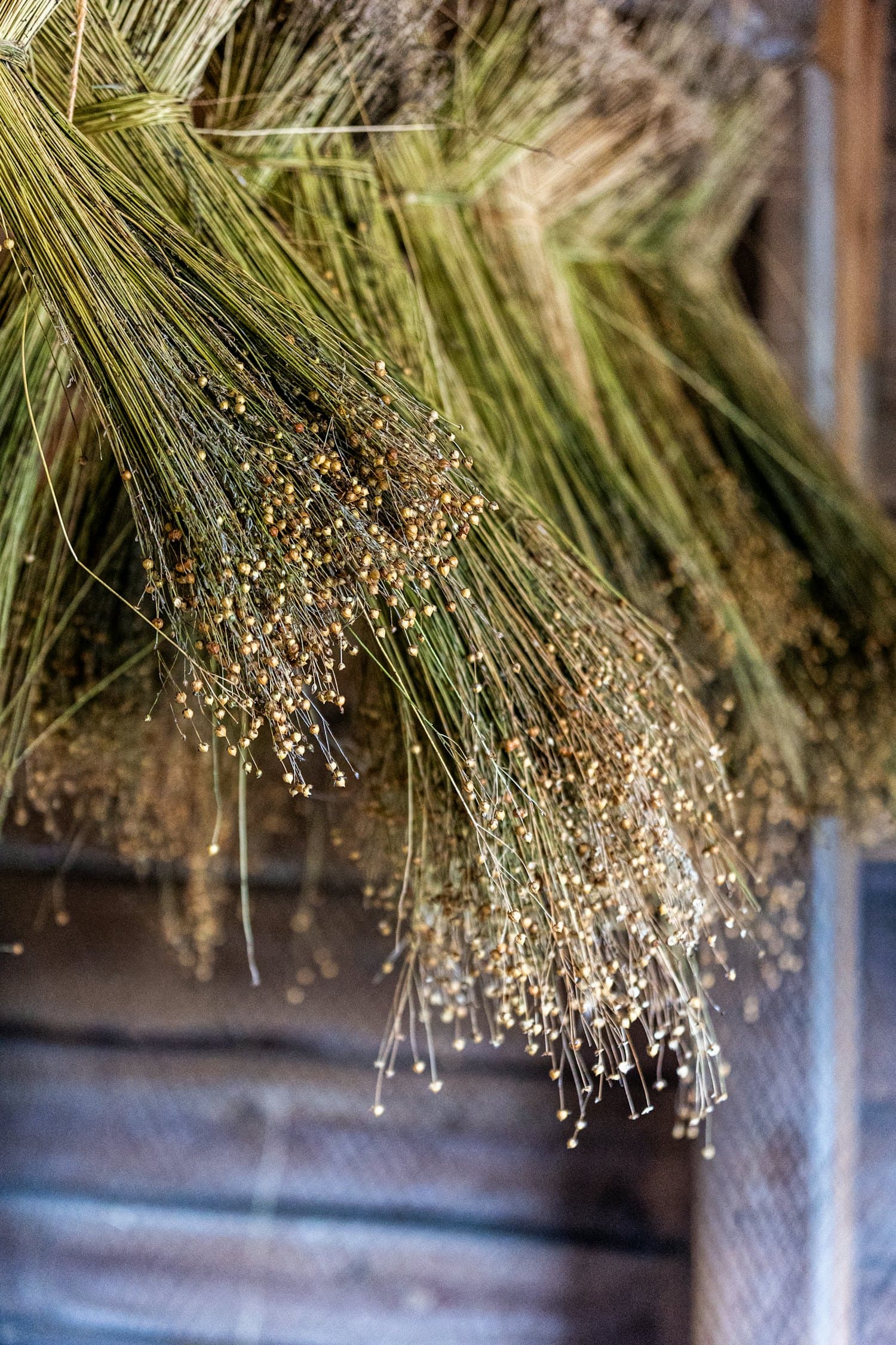 Bundles of dried flax stalks with seed heads hanging to dry