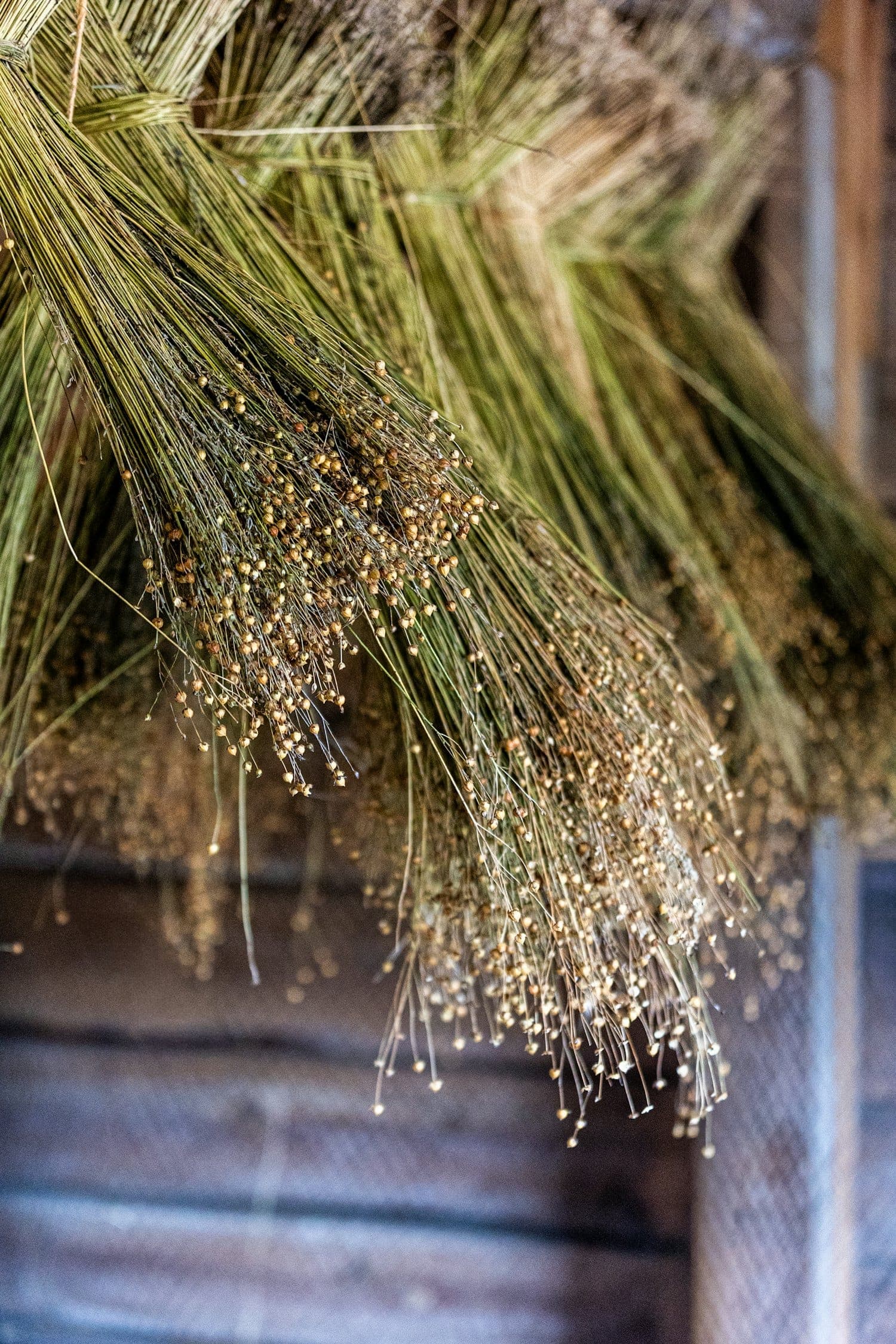 Bundles of dried flax stalks with seed heads hanging to dry