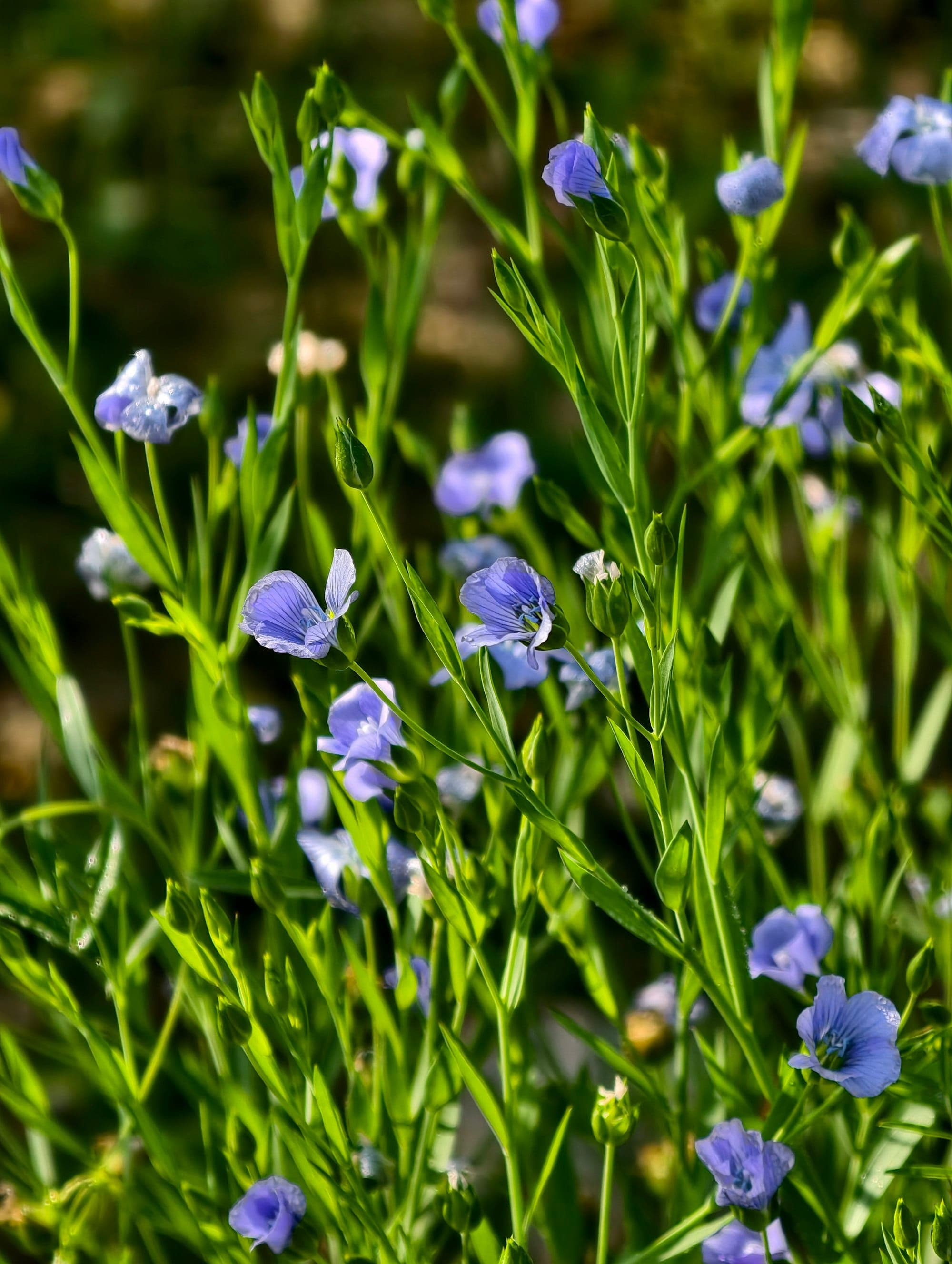 Blue flax flowers blooming in a field